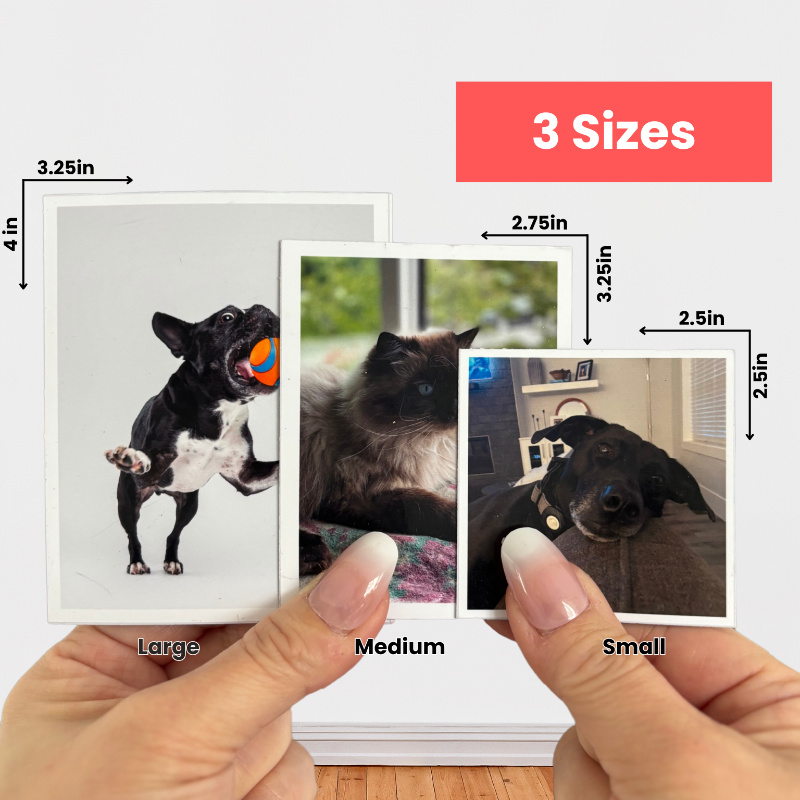 Photo Magnets [Set of 12]