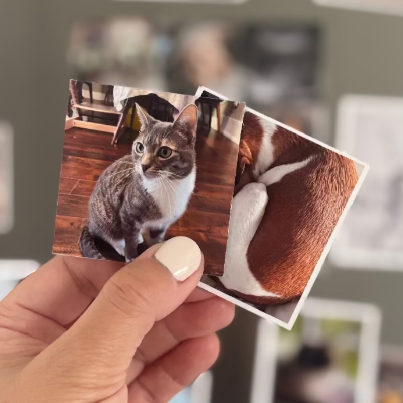 Photo Magnets [Set of 12]